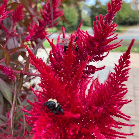 Meet your Posher, Teresa - Picture 1 of 1